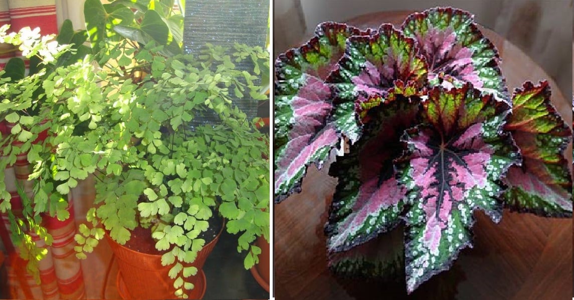 10 plantas que não precisam de muitos cuidados para ter em casa