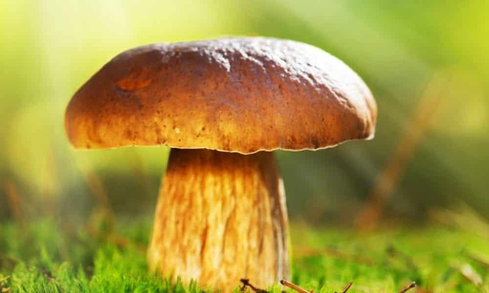 Conheça a luminária de cogumelos, completamente sustentável!