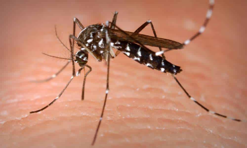 Infecção pela dengue diminuiu as chances do vírus Zika