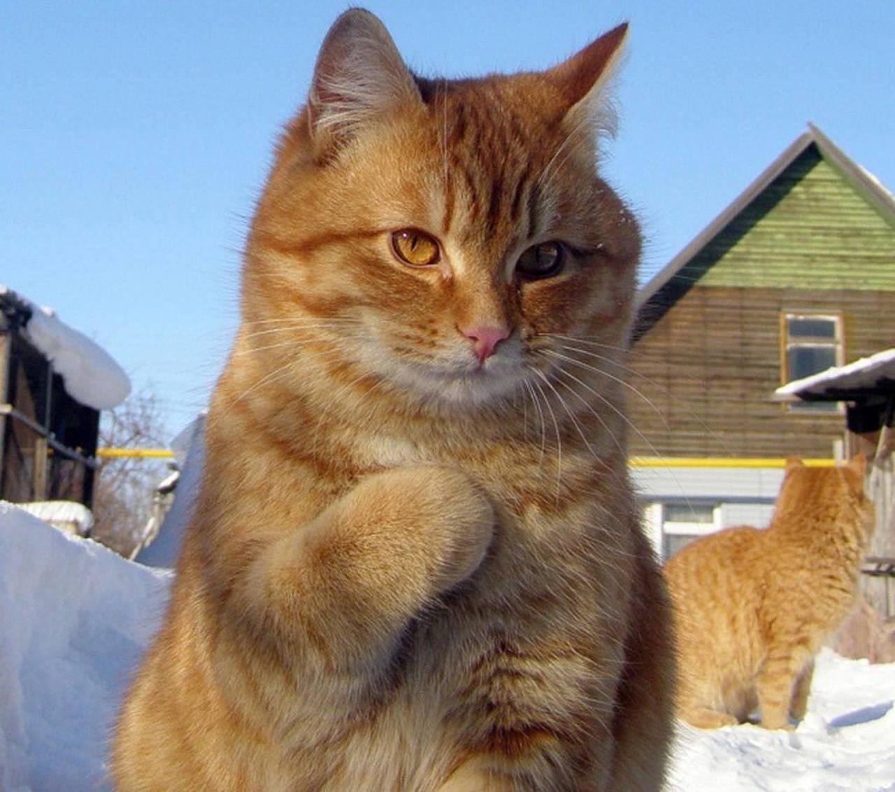 Confira agora as 30 melhores fotos de gatos da internet