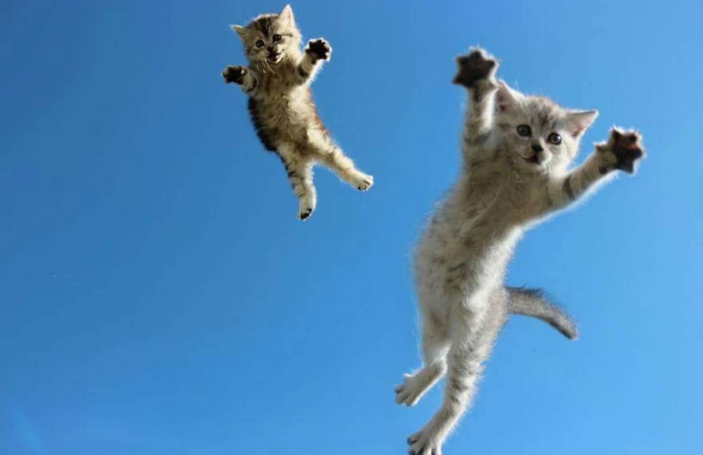 Confira agora as 30 melhores fotos de gatos da internet