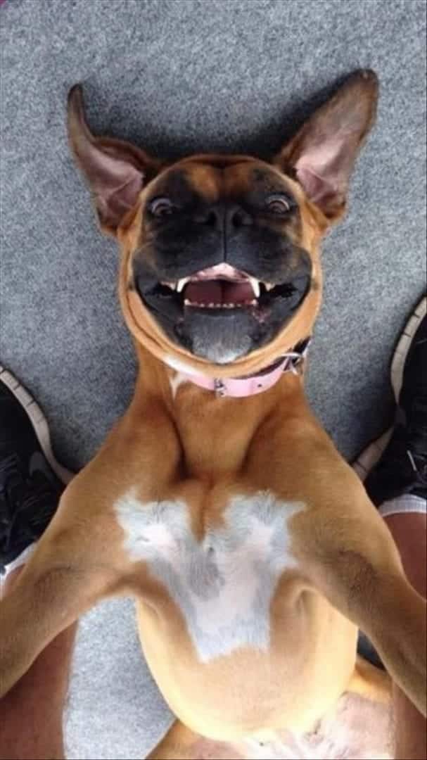 Confira agora mais de 100 fotos de cachorros da internet