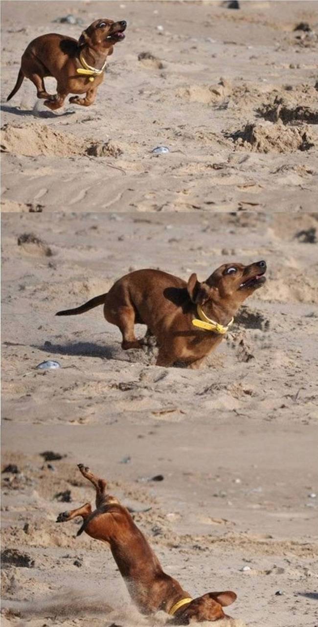 Confira agora mais de 100 fotos de cachorros da internet