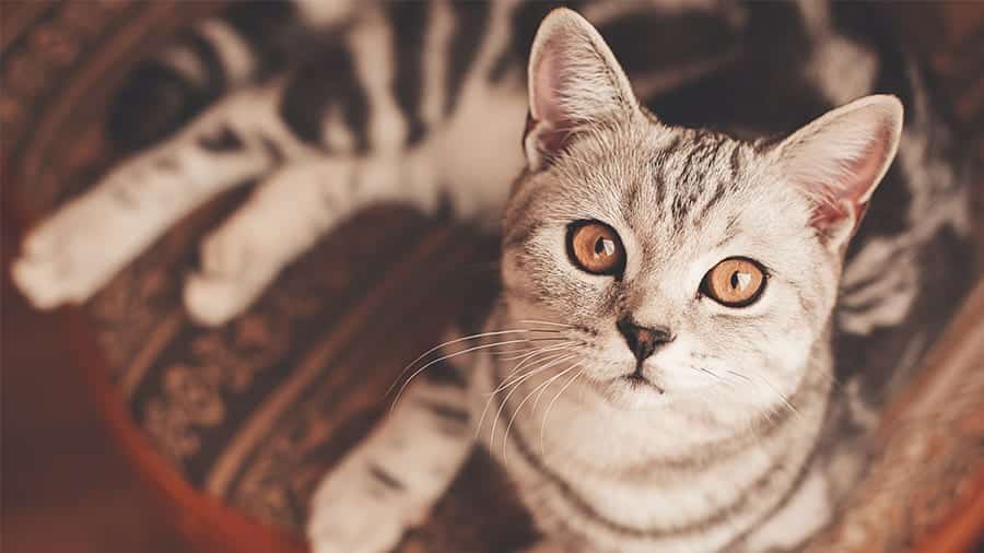 Gato Miando - Tipos de miado, motivos e soluções para seu gato