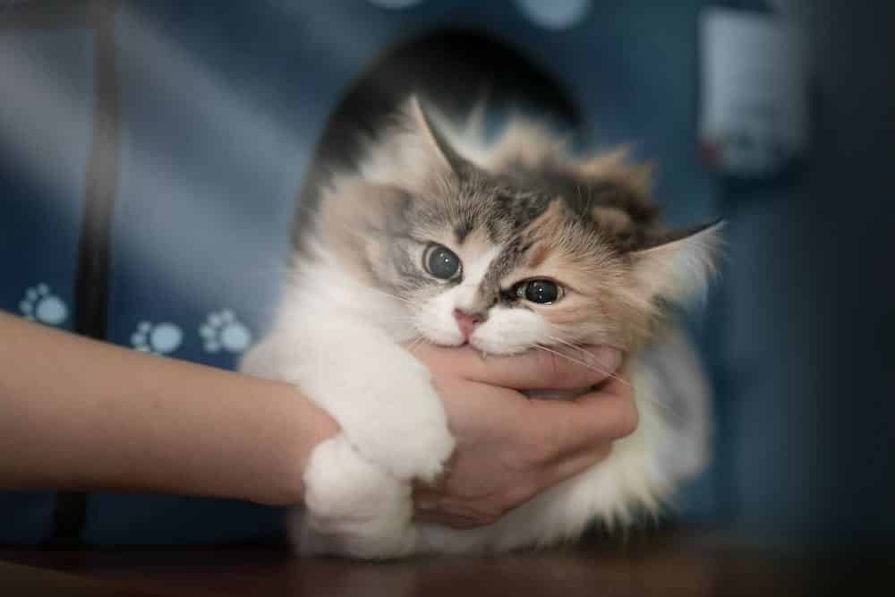 Gato Miando - Tipos de miado, motivos e soluções para seu gato