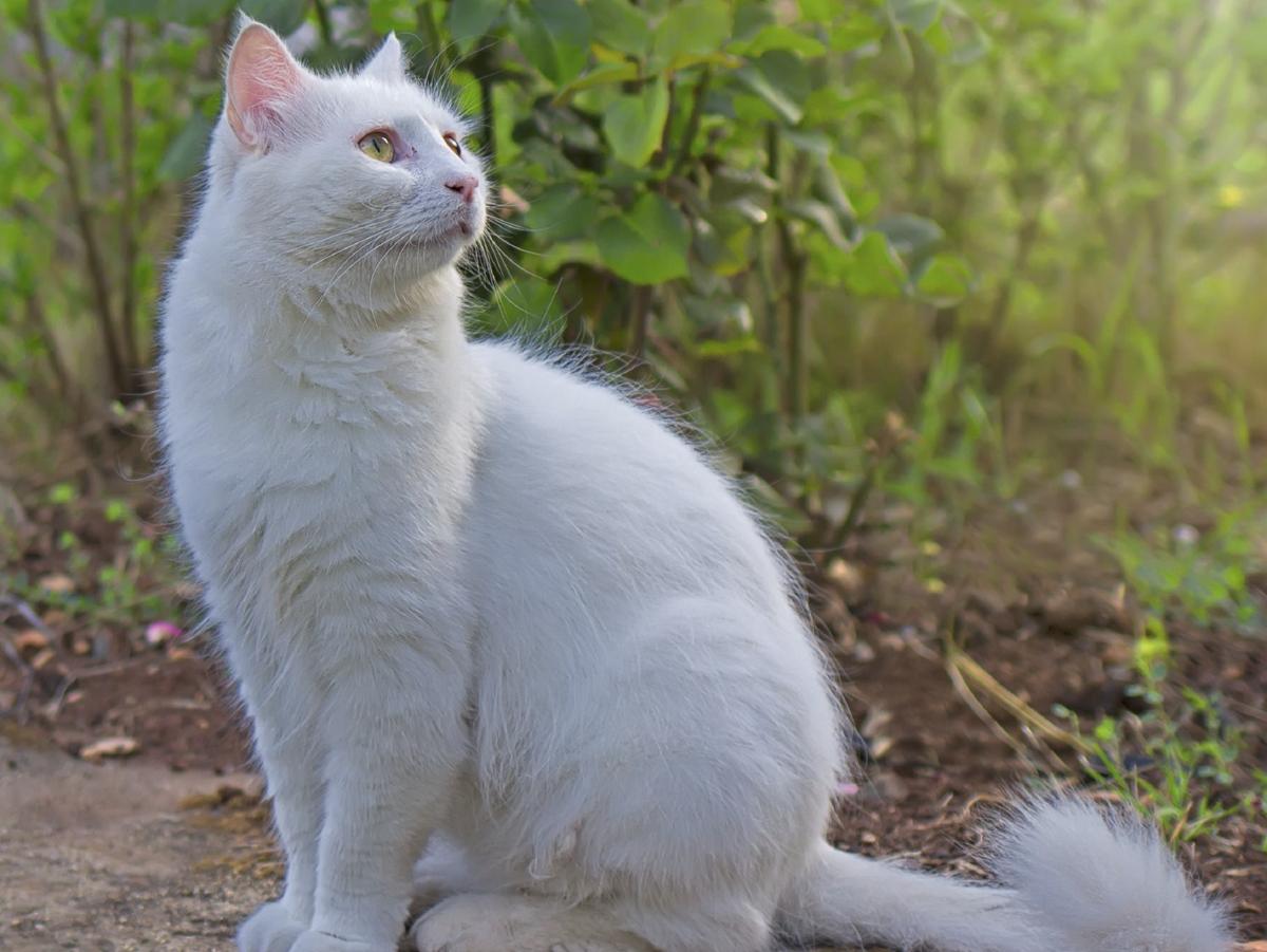 Raças de gato: Conheça as 10 espécies mais comuns no Brasil