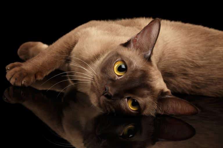 Raças de gato: Conheça as 10 espécies mais comuns no Brasil