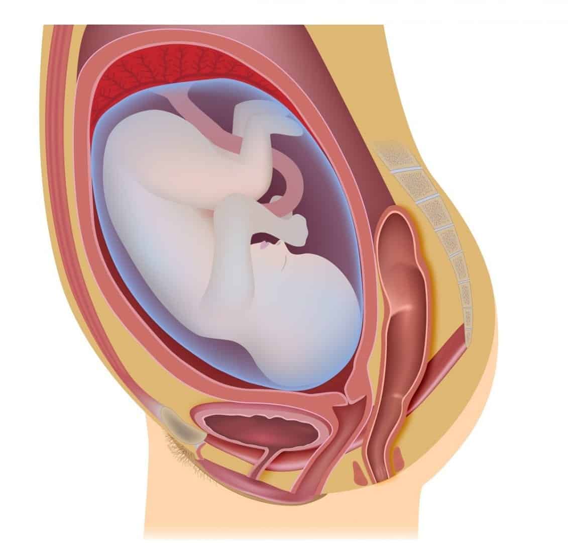 Entenda mais sobre as placenta e o que fazer com ela após o parto