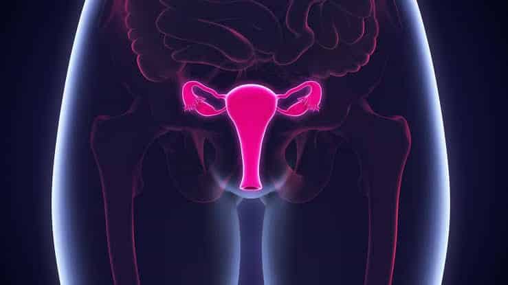 Estrogênio - tudo o que você precisa saber sobre o hormônio feminino