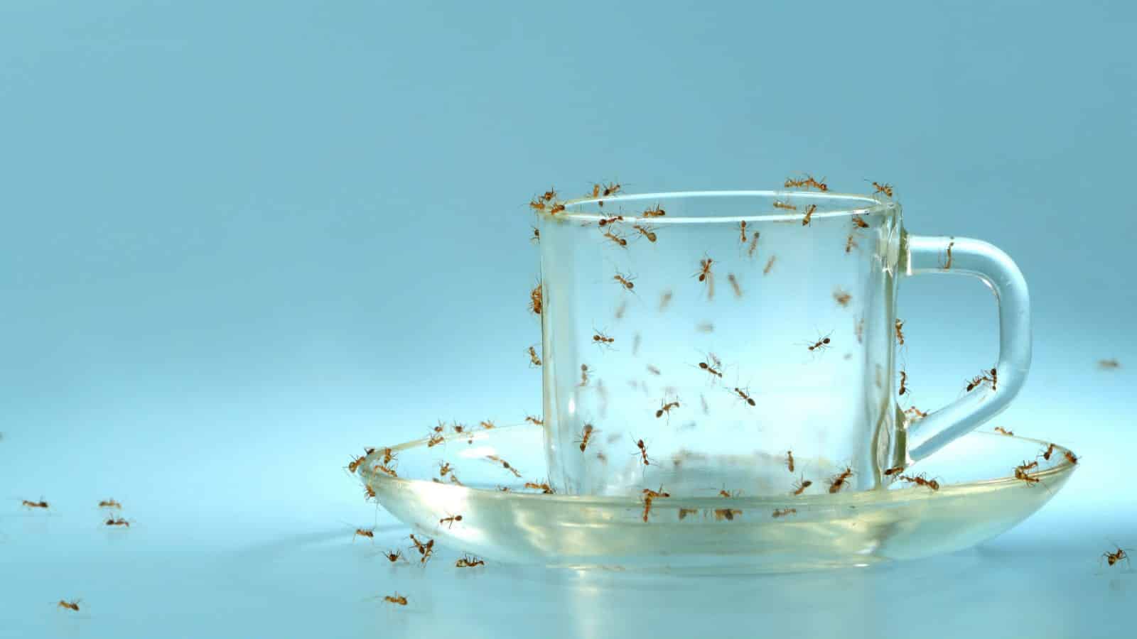 Acabar com formigas- O que fazer e como prevenir o surgimento delas