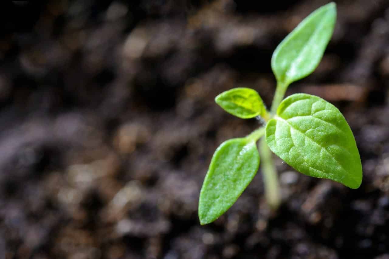 Plantas fáceis de cuidar – 20 espécies práticas para cultivar em casa