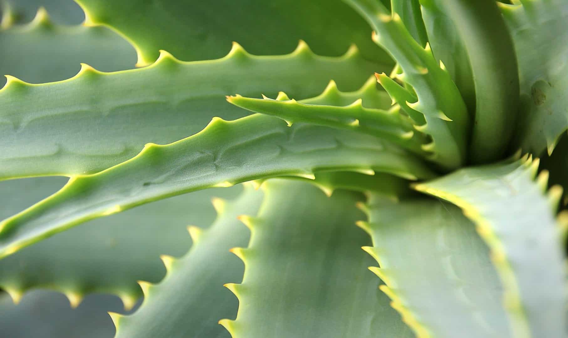 Aloe vera - Benefícios, utilizações e formas de usar