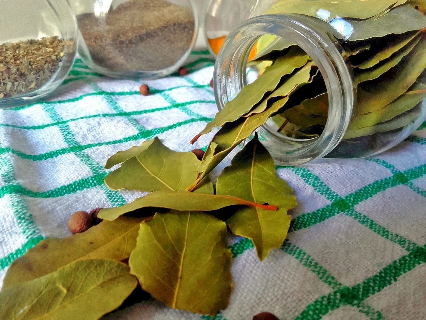 Folhas de louro – O que é, benefícios e contraindicações