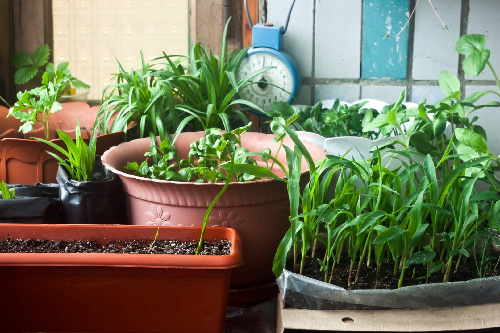 Horta em casa - Dicas de como plantar e cultivar hortaliças em casa