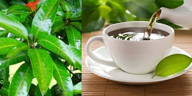 chá folha de mangueira