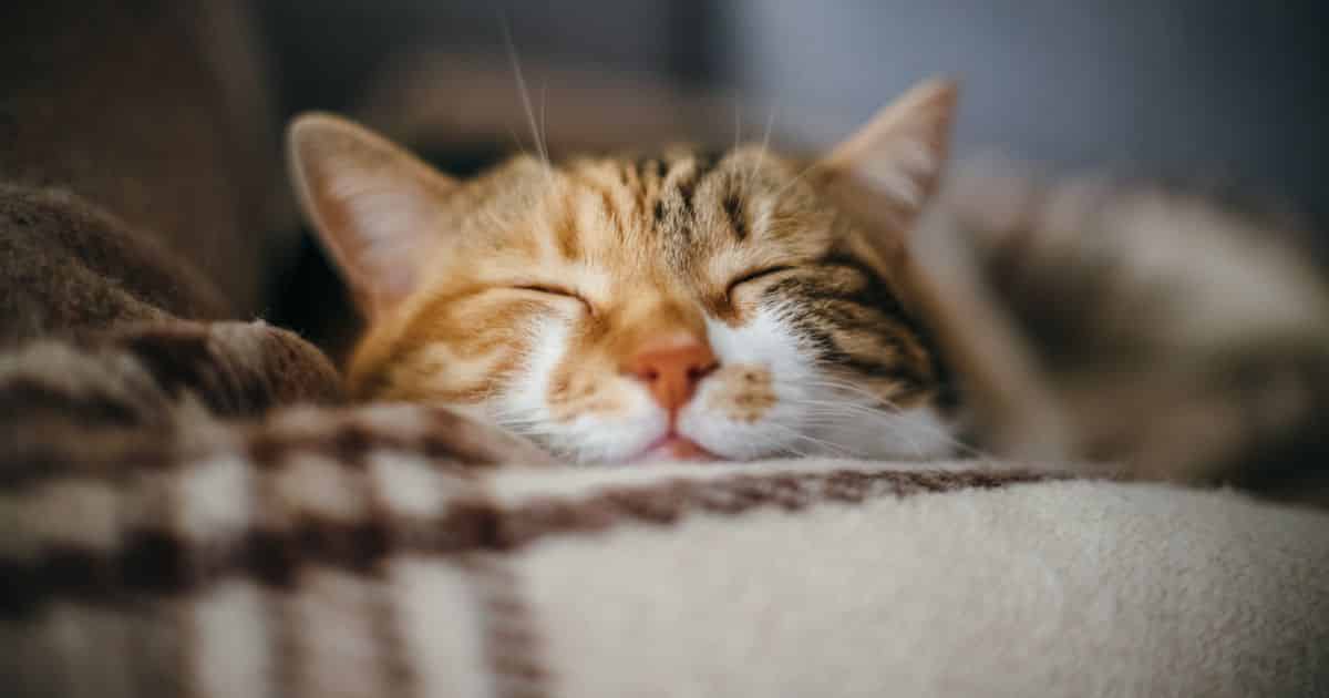 Sonhar com gato – Possíveis significados e interpretações