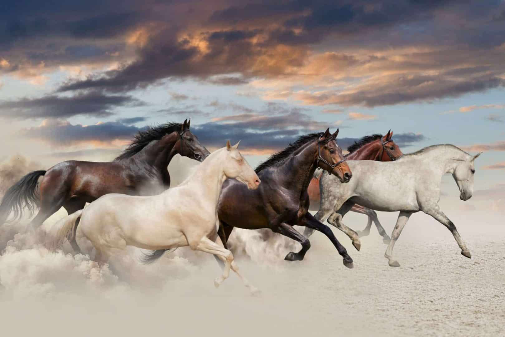 Sonhar com cavalo - Principais significados para esse sonho