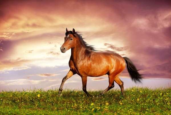 Significado dos sonhos: o que significa sonhar com cavalo – Metro World  News Brasil