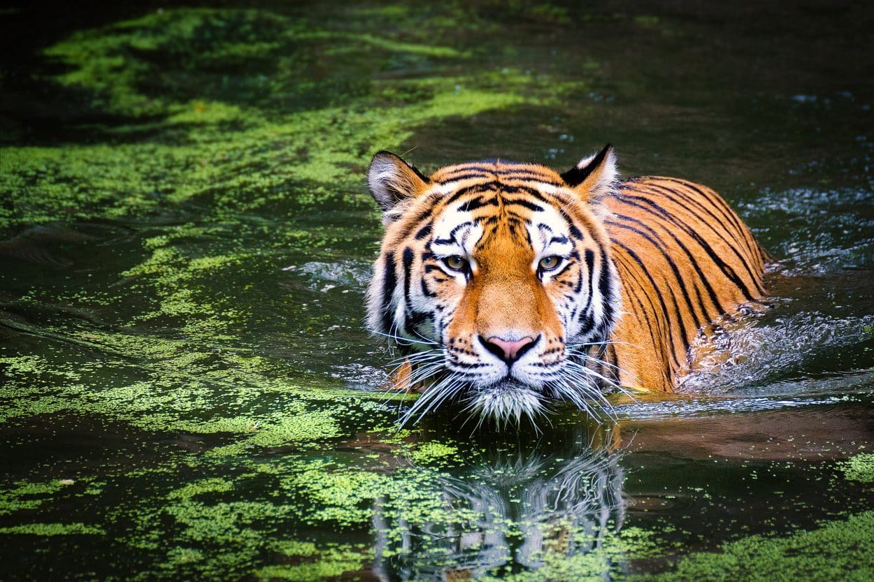 Sonhar com tigre, o que significa? Principais interpretações