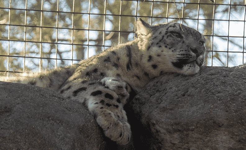 Leopardos-da-neve morrem de covid-19