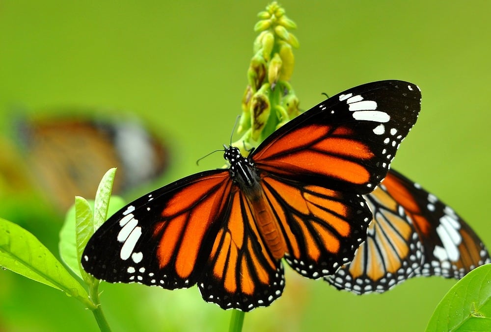Uma borboleta laranja com preto e branco.